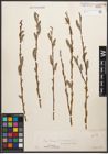 Foto von Salix caprea L. x Salix purpurea L.